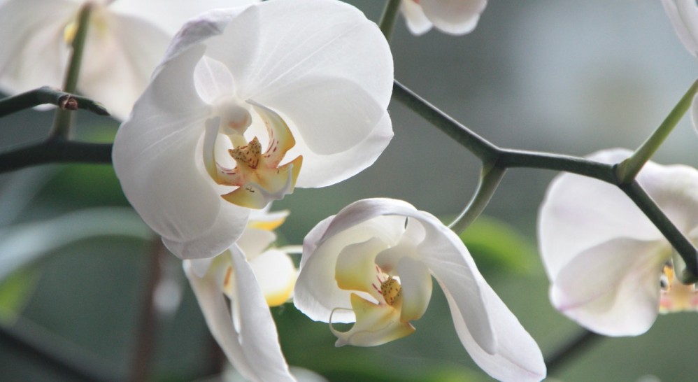 Orkideler Neden Solar? Orkide Bakımı Nasıl Yapılır?